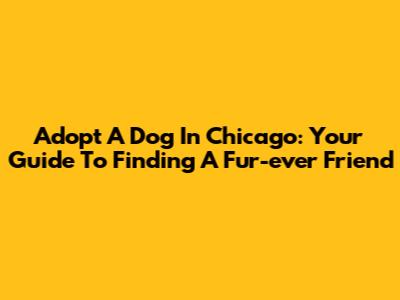 Adopt A Dog In Chicago: Your Guide To Finding A Fur-ever Friend
