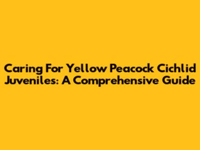 Caring For Yellow Peacock Cichlid Juveniles: A Comprehensive Guide