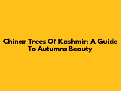 Chinar Trees Of Kashmir: A Guide To Autumn's Beauty