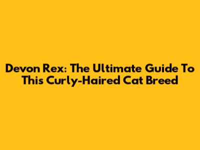 Devon Rex: The Ultimate Guide To This Curly-Haired Cat Breed