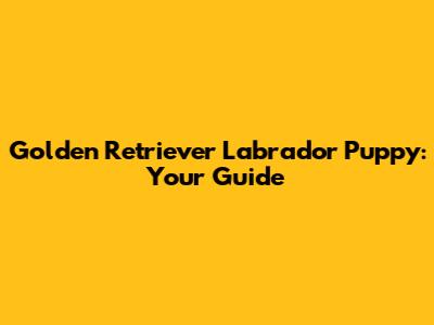 Golden Retriever Labrador Puppy: Your Guide