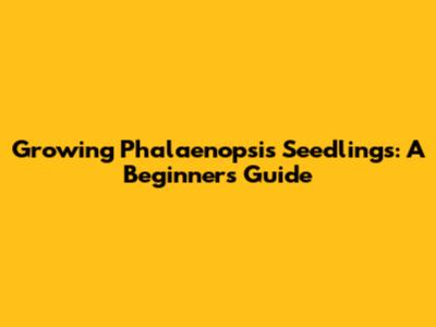 Growing Phalaenopsis Seedlings: A Beginner's Guide