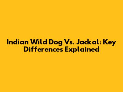 Indian Wild Dog Vs. Jackal: Key Differences Explained