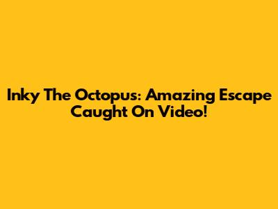Inky The Octopus: Amazing Escape Caught On Video!