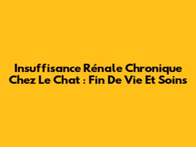 Insuffisance Rénale Chronique Chez Le Chat : Fin De Vie Et Soins