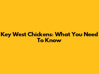 Key West Chickens: What You Need To Know