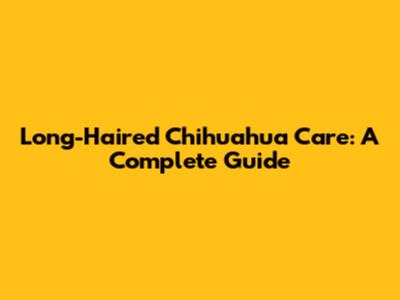 Long-Haired Chihuahua Care: A Complete Guide