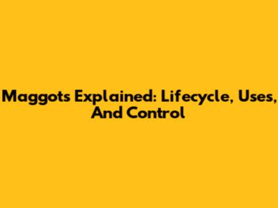 Maggots Explained: Lifecycle, Uses, And Control